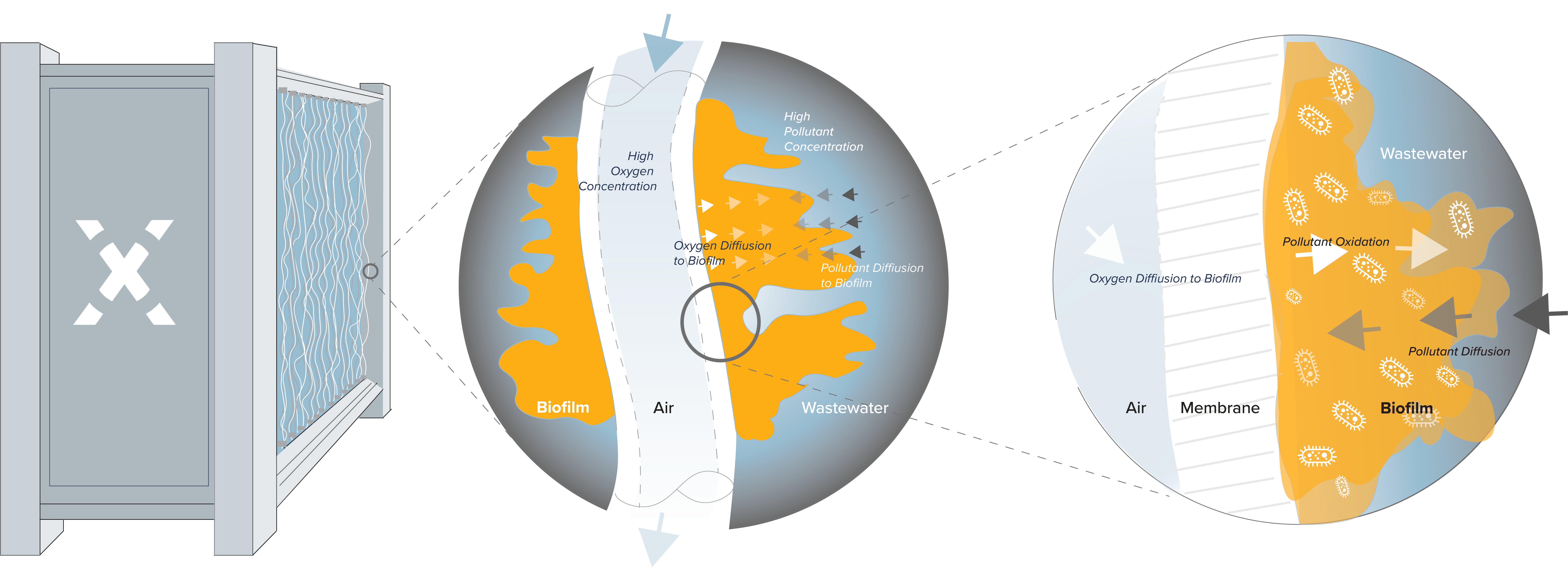 Biofilm in MABR explained