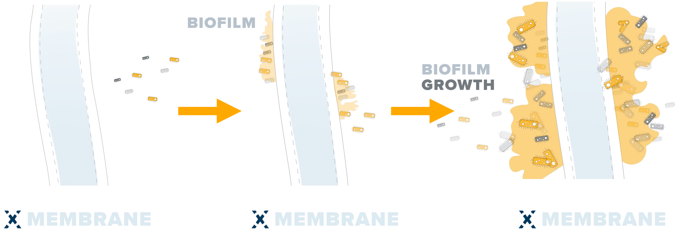 Biofilm growth on the OxyMem membrane